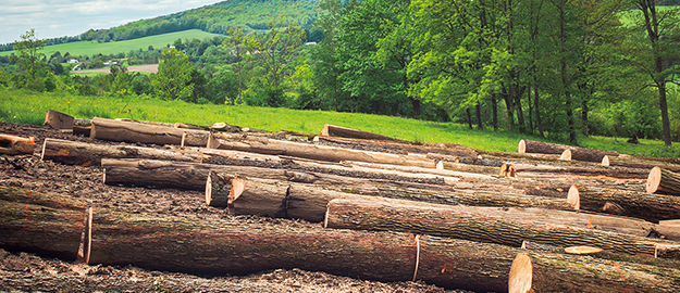 木材調達と森林保全への貢献